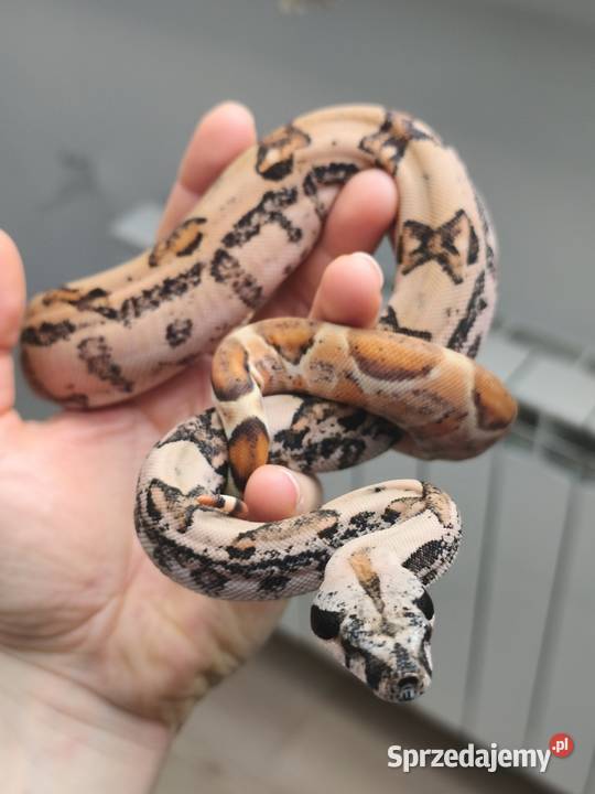 Wąż Boa Imperator 2025 Gady i płazy Dębe Wielkie