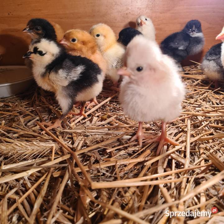 Pisklaki kurczaki Drób i ptactwo mazowieckie Łaskarzew
