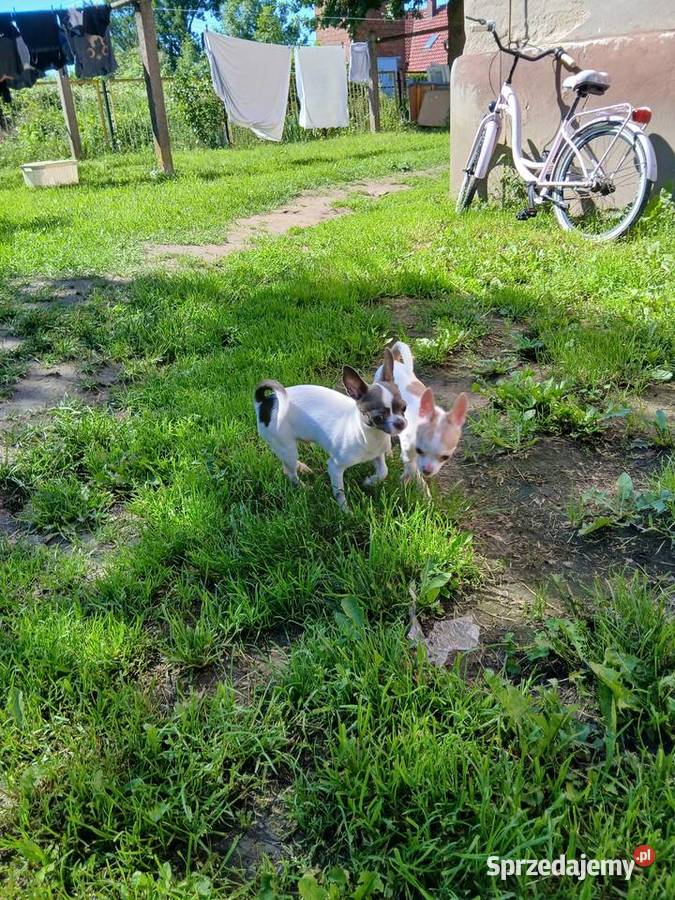 Sprzedam psa chihuahua Kijaszkowo sprzedam