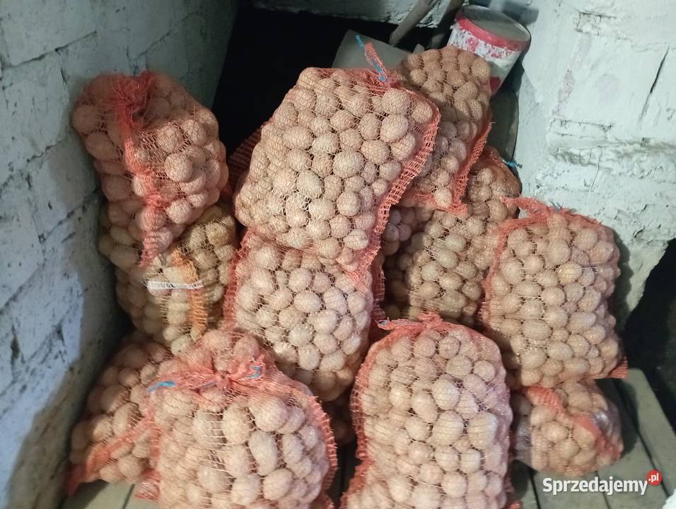 ZIEMNIAKI odm Gala Prosto Rolnika Jadalne Golasowice