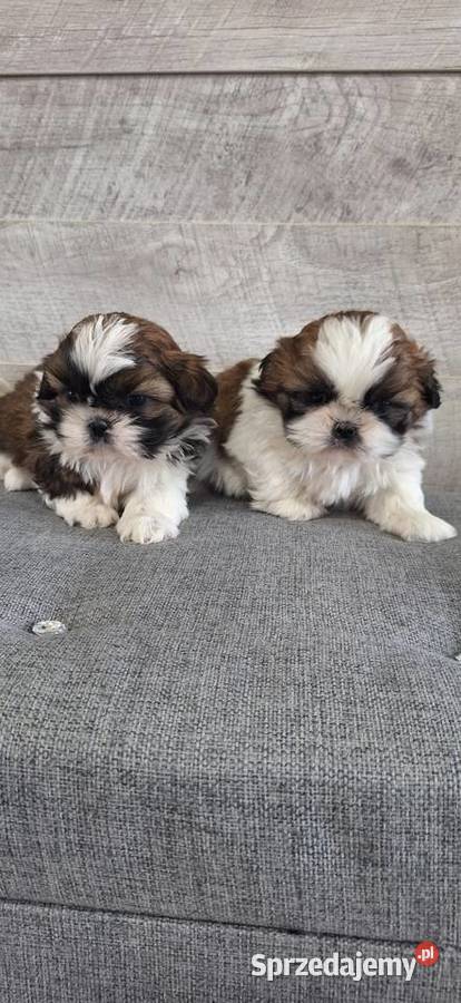 Shih Tzu suczki I piesek Shih Tzu Przysucha