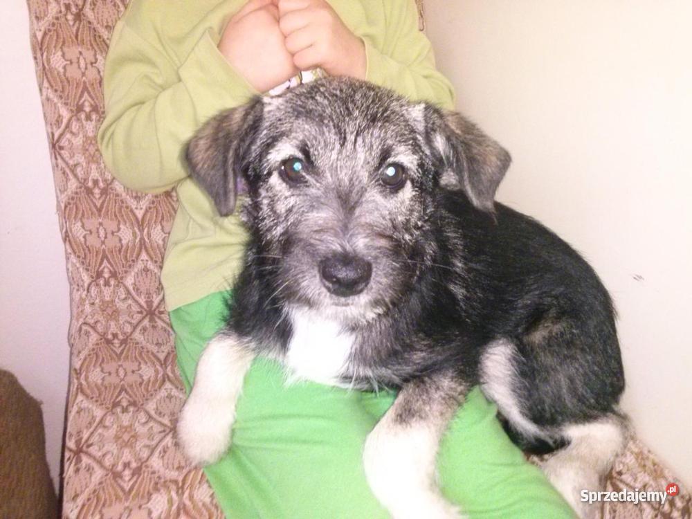 mieszanka sznaucera Koszalin sprzedam