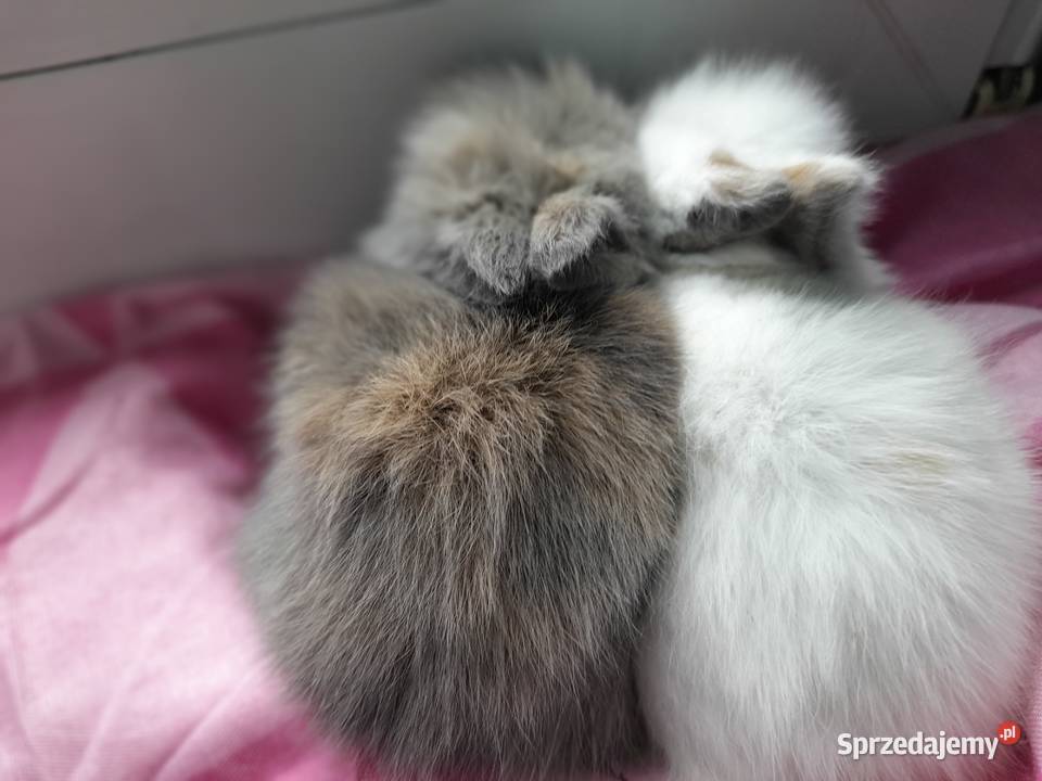 Karzełek teddy królik miniaturka Gryzonie