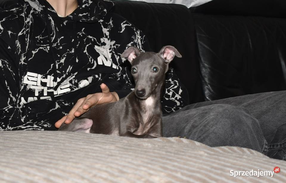 Charcik włoski suczka ZKwP FCI