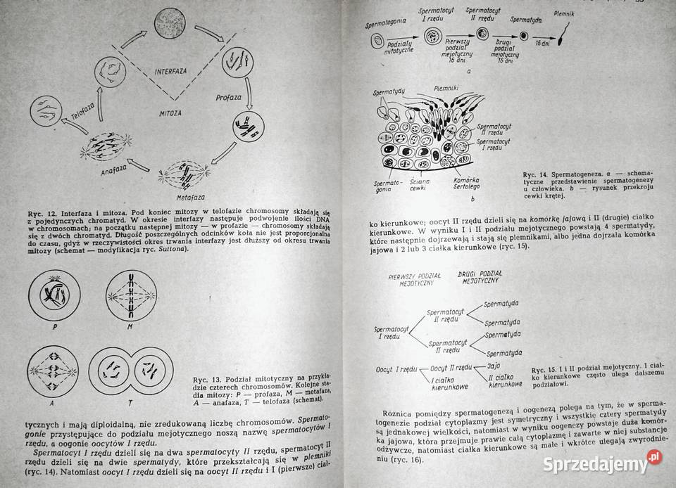 Endokrynologia kliniczna Tom 1 Walenty Hartwig Chełm