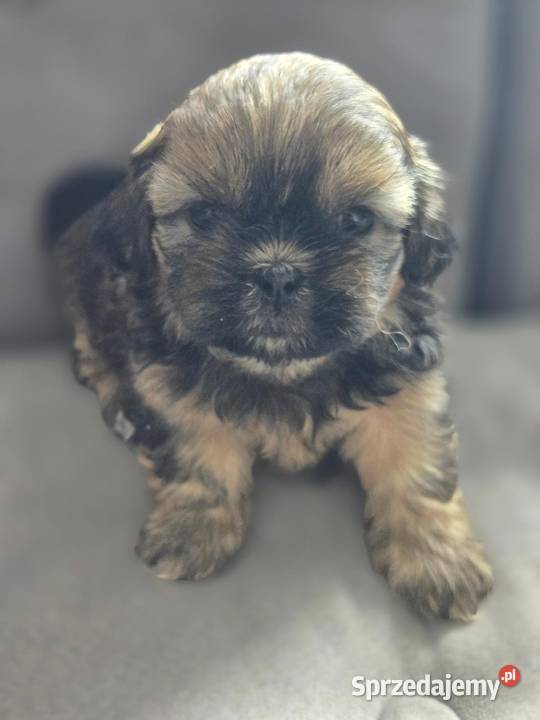 Shih Tzu Świerklany
