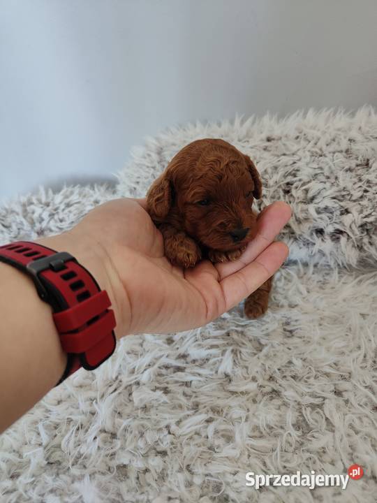 Suczki Pudel Toy do rezerwacji rodzice z Koninko