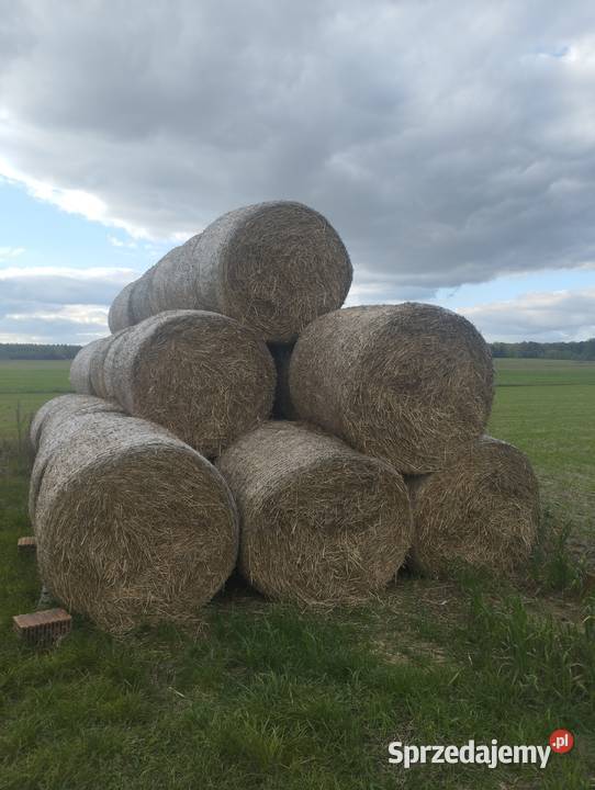 Słoma bele 120x120 Kozenin