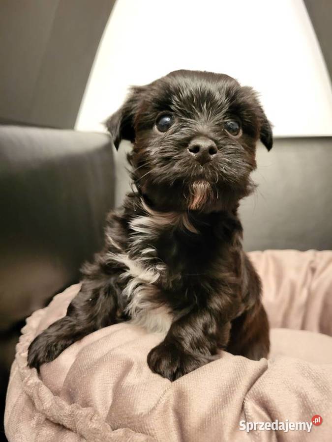 Yorkshire Terrier Trzebnica