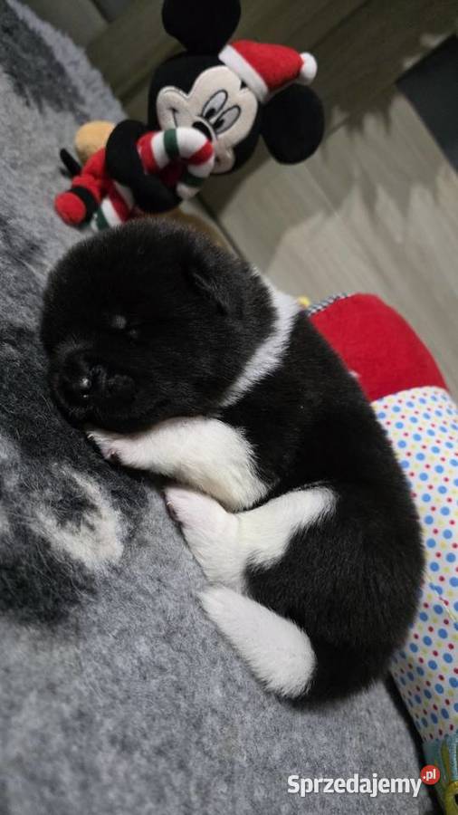 Akita amerykańska mazowieckie Płock