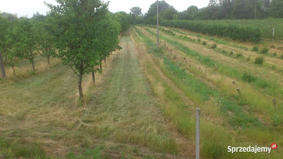 sprzedam zbiór czereśni wiśni śliwek mazowieckie Sobienie-Jeziory