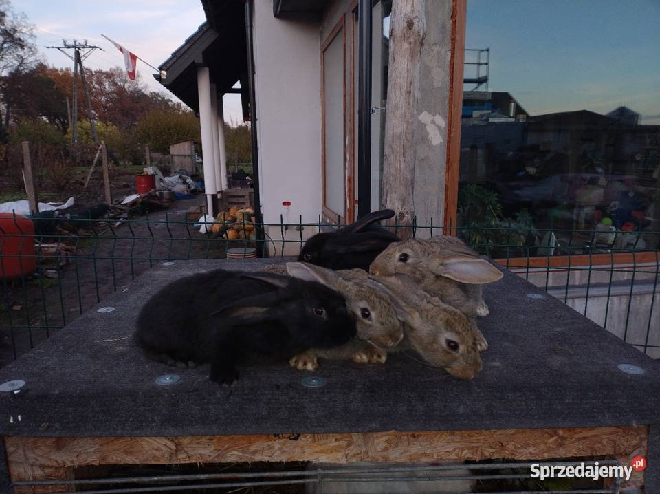 Samce mieszańce belgu Turzno