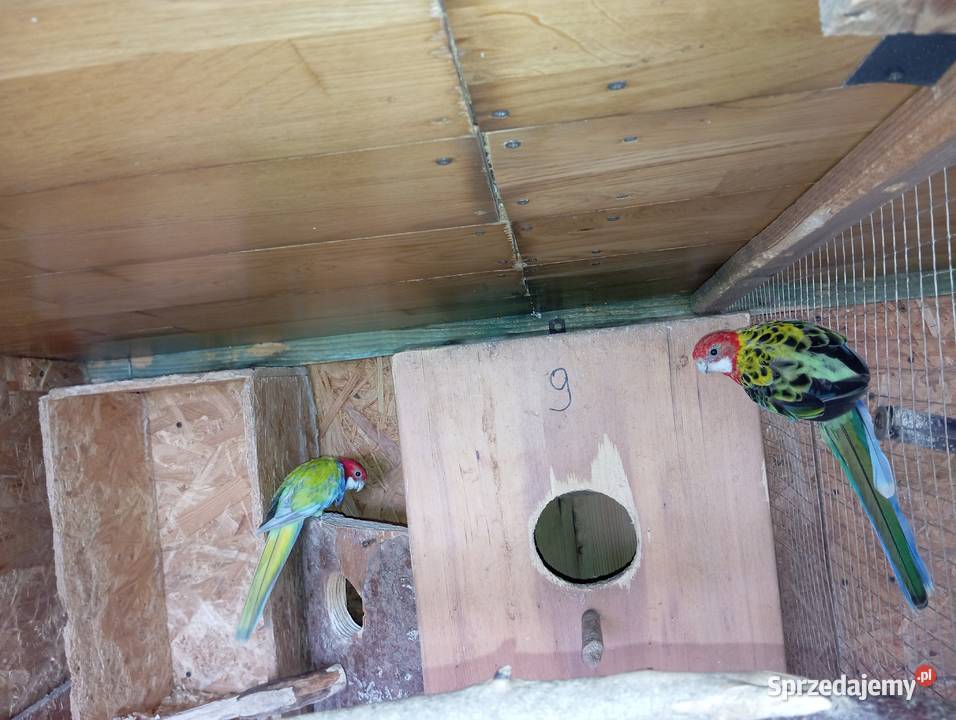 Rozelle białolice para lęgowa Jasło