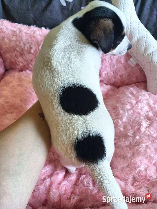 Suczka jack russell terrier Częstochowa