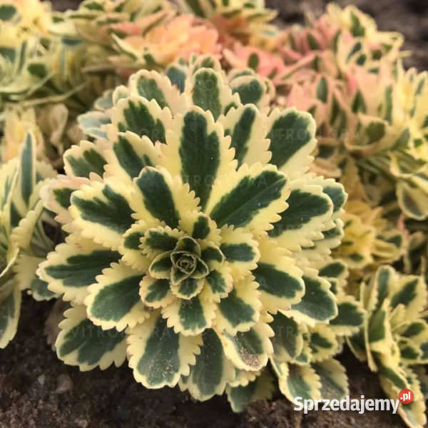 Rozchodnik Atlantis wielobarwny Kadłub