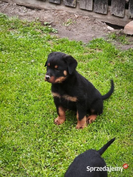 Rottweiler Szczenięta z Rodowodem Rottweiler Iłża