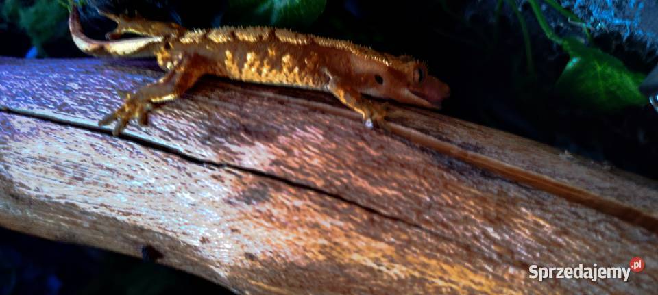 Gekon orzęsiony z wyposażonym terrarium Zamość