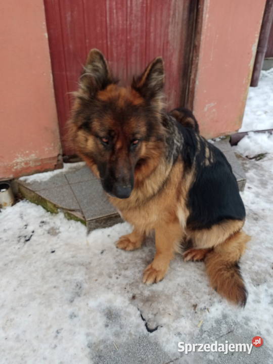 Szczeniaki owczarek niemiecki długowłosy Owczarek warmińsko-mazurskie Szczytno sprzedam