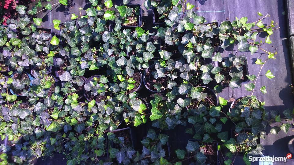 Piękny Bluszcz pospolity Krakowa Garlica Duchowna sprzedam