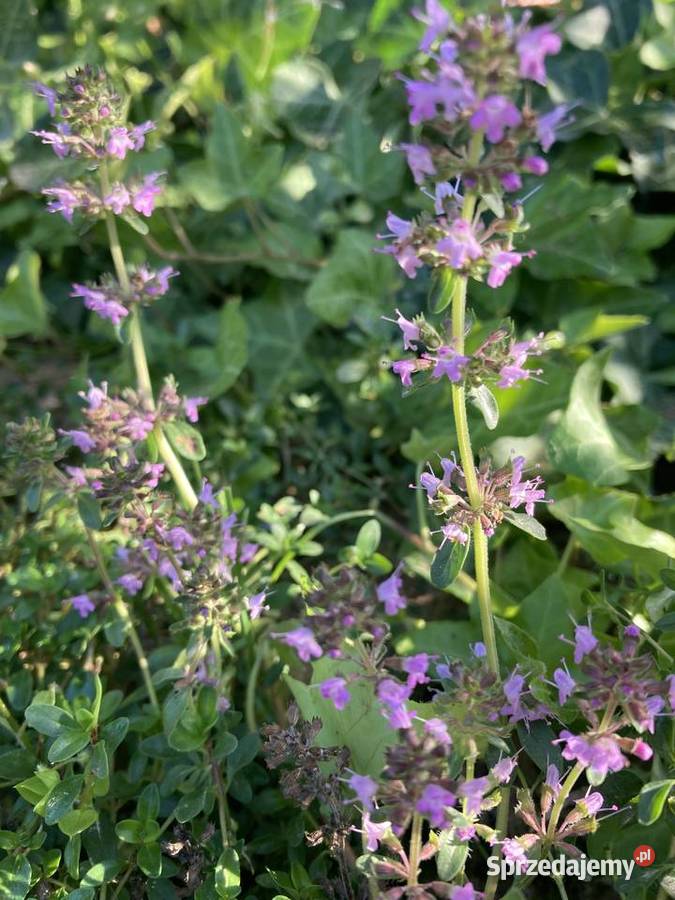Macierzanka piaskowa pachnąca miododajna Rośliny Lublin