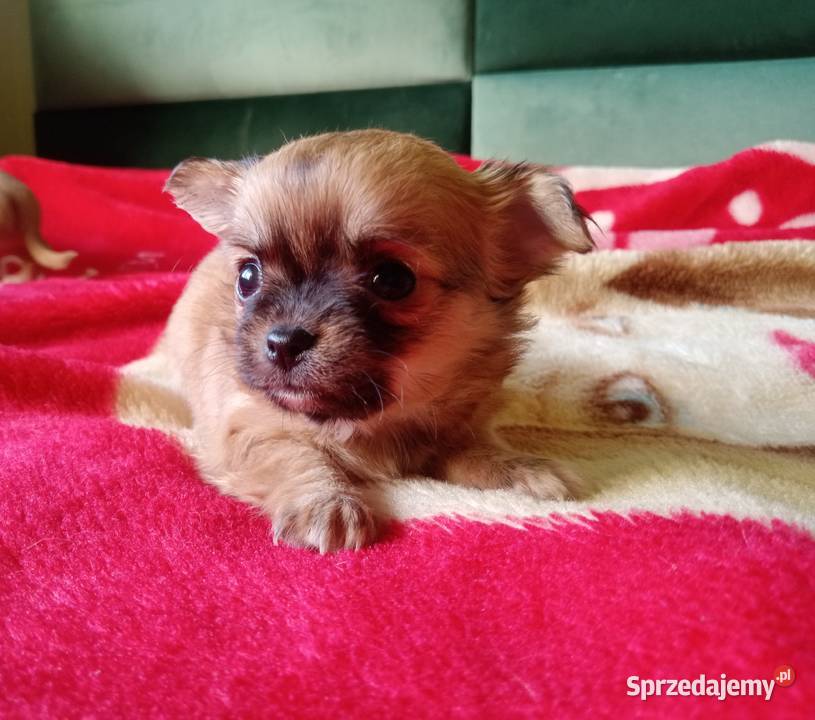 Chihuahua suczka Jasienica Dolna