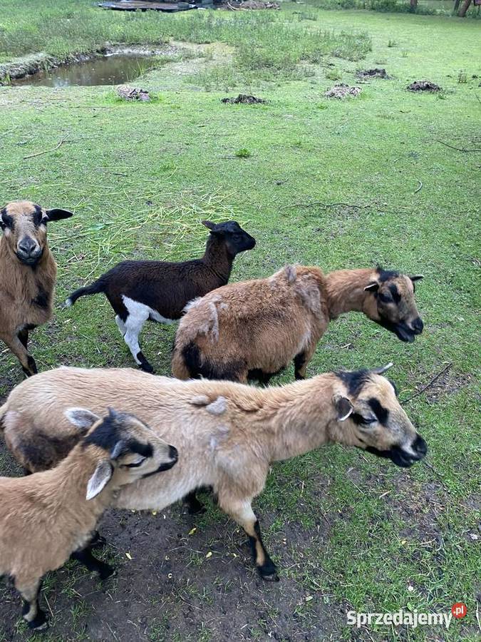 Barany kamerunskie Buchcice