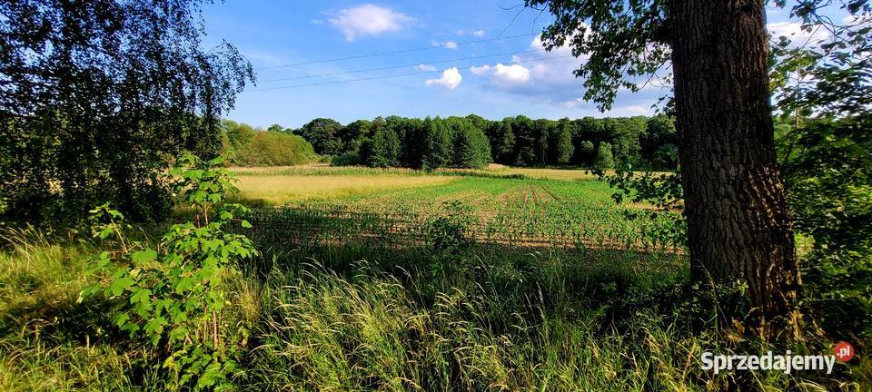 Działka Rolna 3000 m2 Słupice rolna dolnośląskie sprzedam