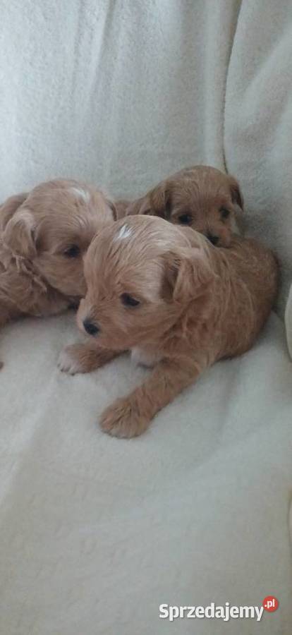 Szczenięta Maltipoo Gorlice