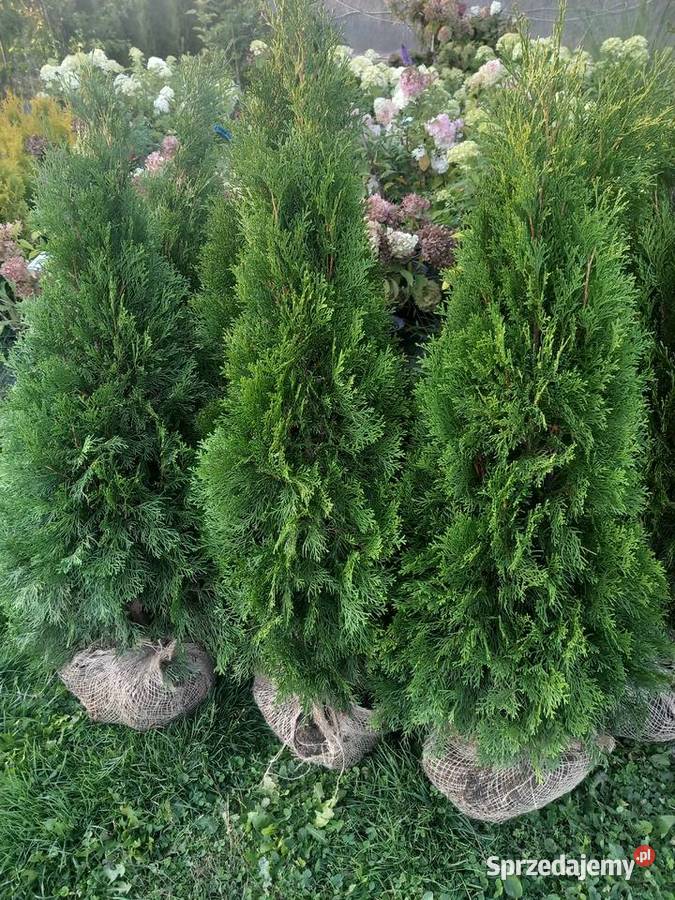 Tuje szmaragdy kujawsko-pomorskie Mogilno