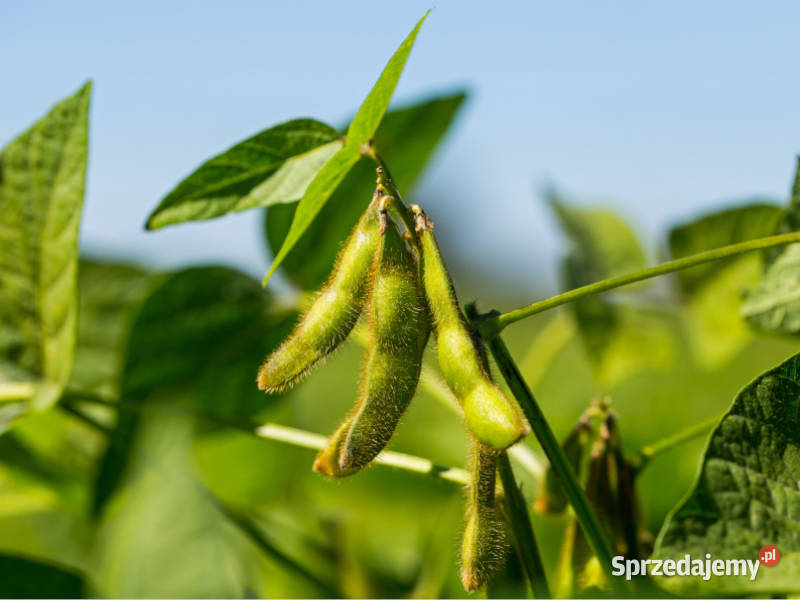 Materiał siewny Soja Sirelia wysoki plon Tarnów