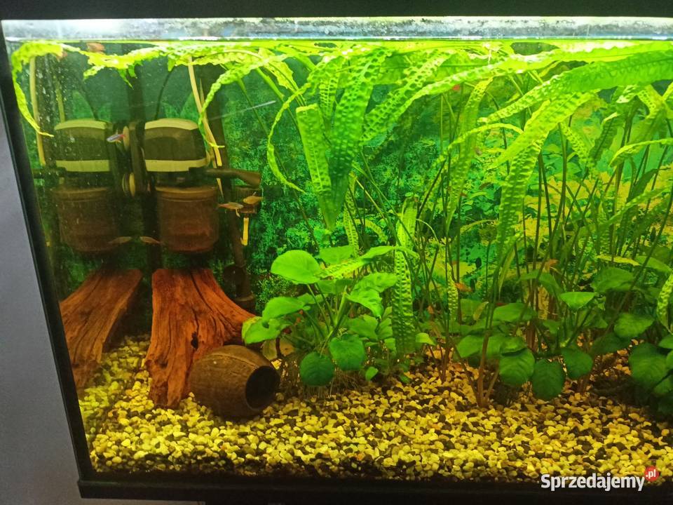 akwarium kompletne Czeladź