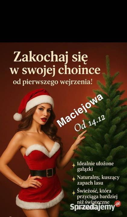Sprzedam choinki Maciejowa