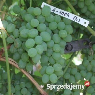 Winorośl bezpestkowa A1004 Sadzonki winorośli Łazy Brzyńskie