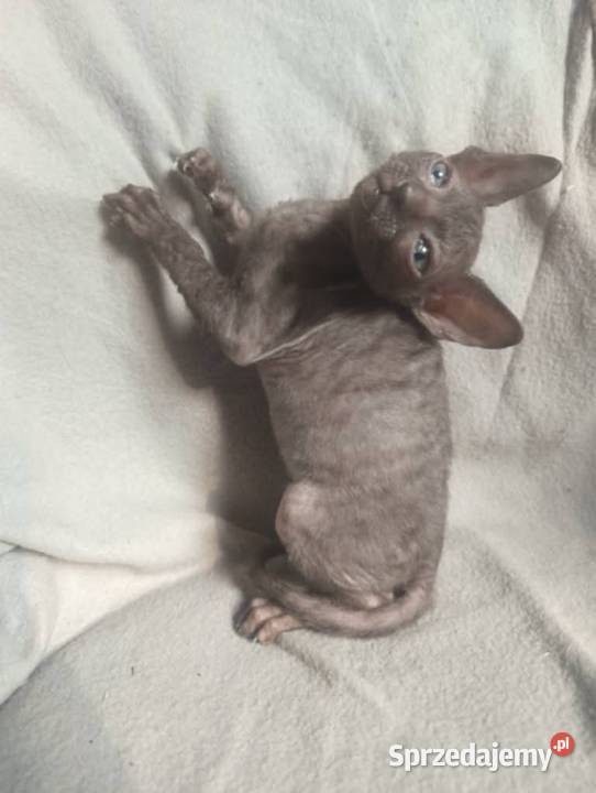 Kot kotka kociaki cornish rex devon rex HodUrok