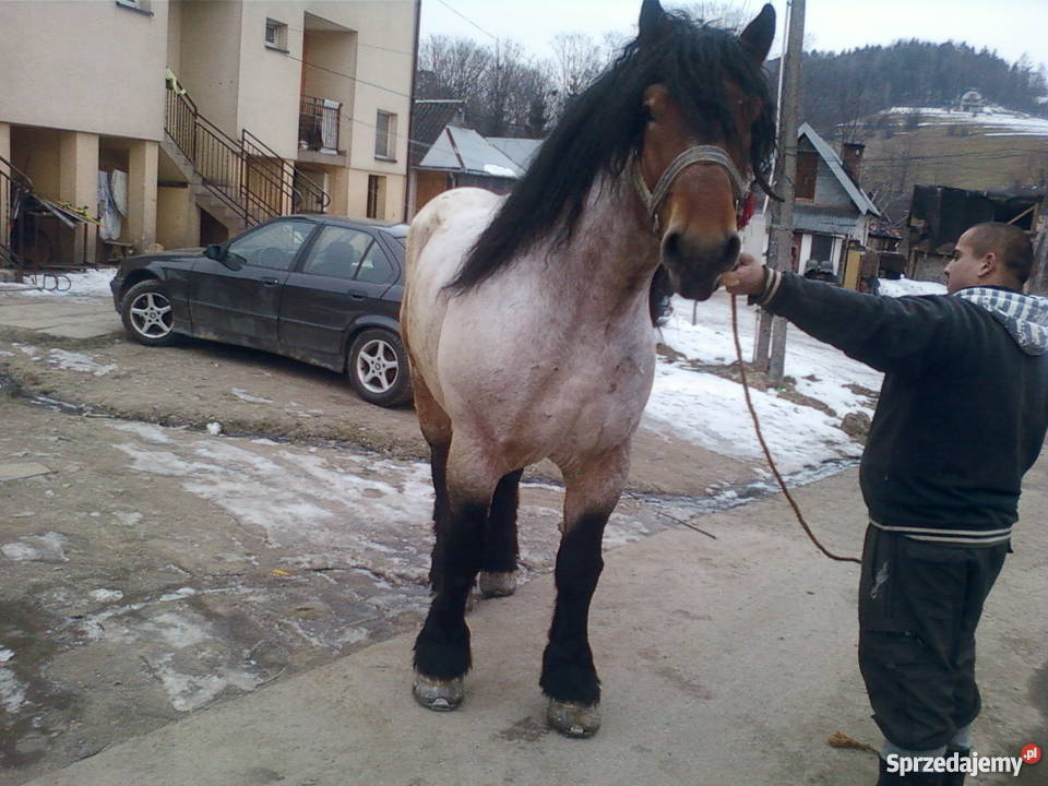 Sprzedam konie Limanowa