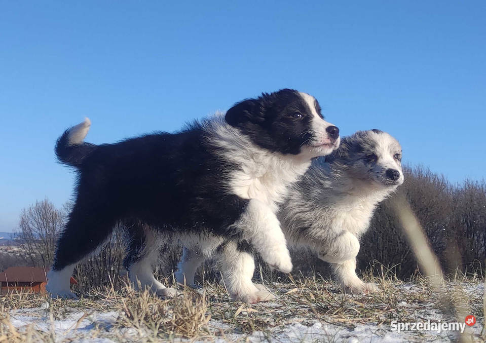 Rasowa Suczka BORDER COLLIE z Hodowli Szczenię z Kraków sprzedam