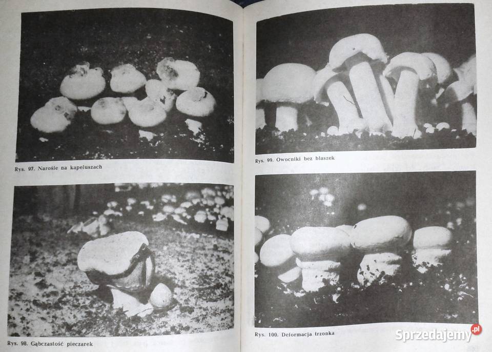 Pieczarka Krystian Szudyga Chełm