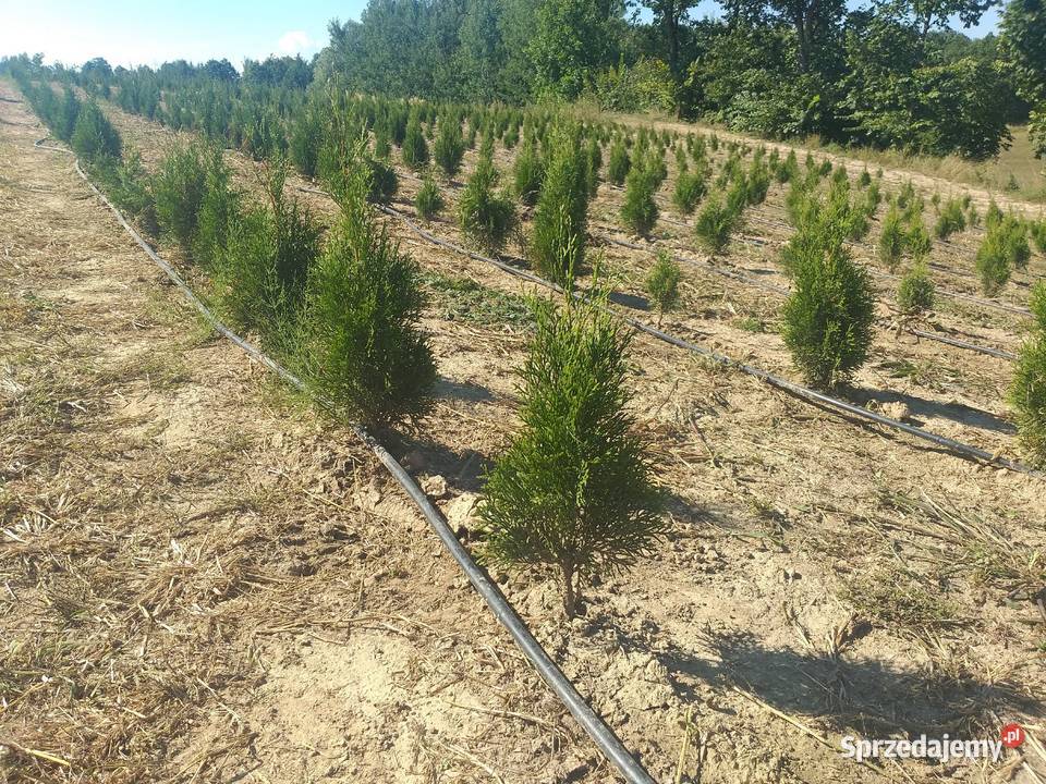 Tuja Thuja Smaragd Szmaragd