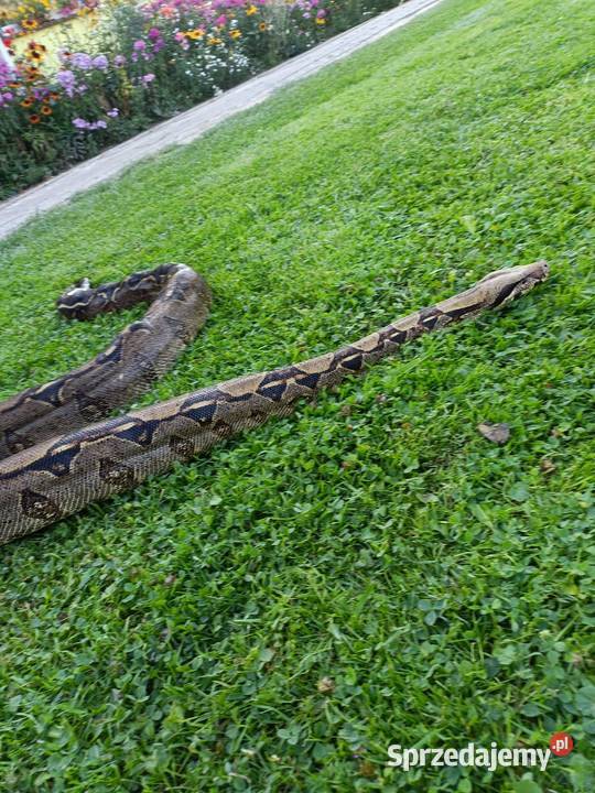 Boa cesarski duża dorosła samica Gorlice