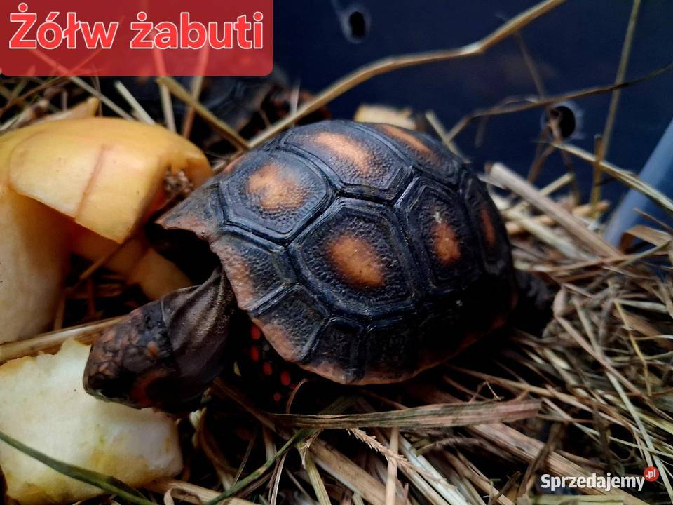 Sprzedam żółwie stepowe żółwie lamparcie żółwie Rybnik