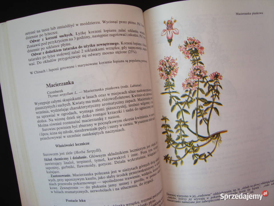 Właściwości lecznicze ziół naturalnych z Tychy sprzedam