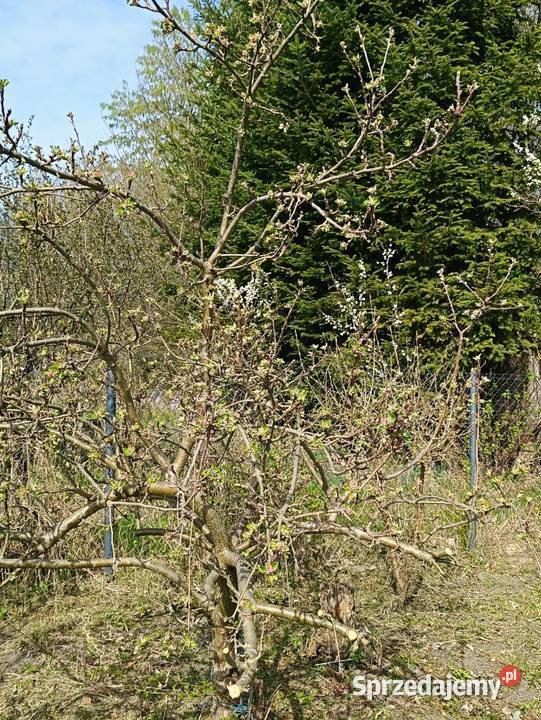 Działka RODO Ostrowiec świętokrzyski oś Pułanki Ostrowiec Świętokrzyski sprzedam