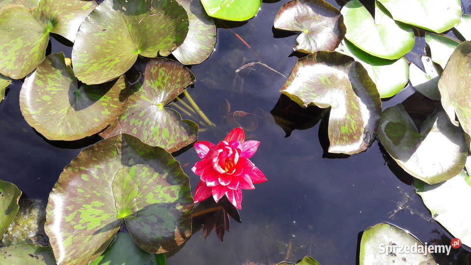 Lilia wodna Nenufar Sarzyna
