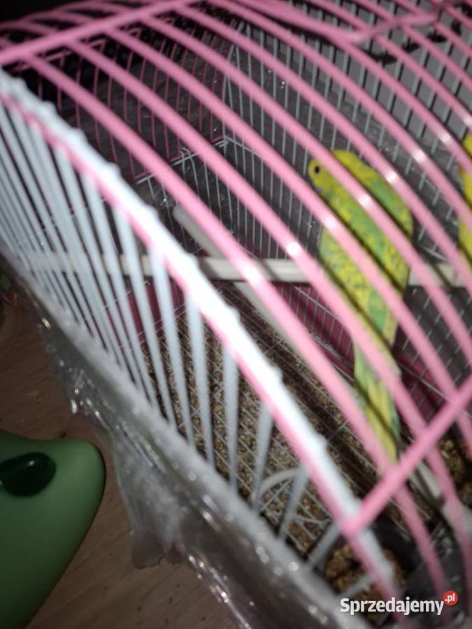 Papugi faliste młode