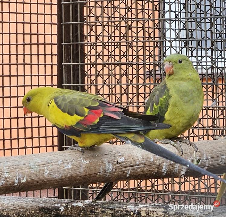 Papugi górskie para Bydgoszcz