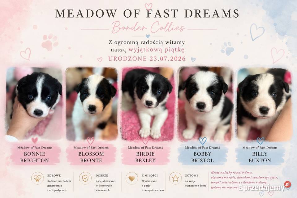 Szczenięta Border Collie FCI przebadanych Monkinie sprzedam