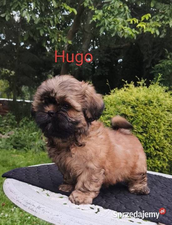 ShihTzu piesek Hugo Sopot