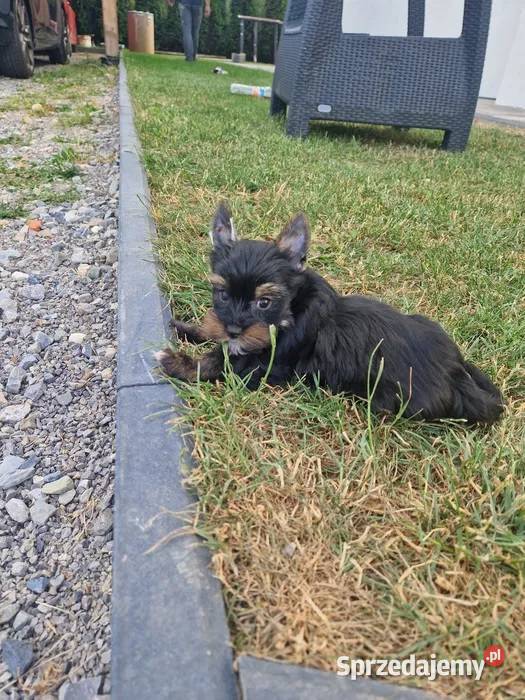 Yorkshire Terrier Piesek Gotowy do odbioru Niepołomice