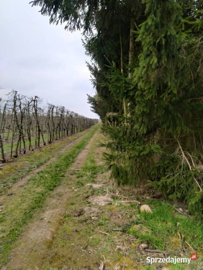 Działka Rolna Goszczyn powgrójecki Sprzedaż