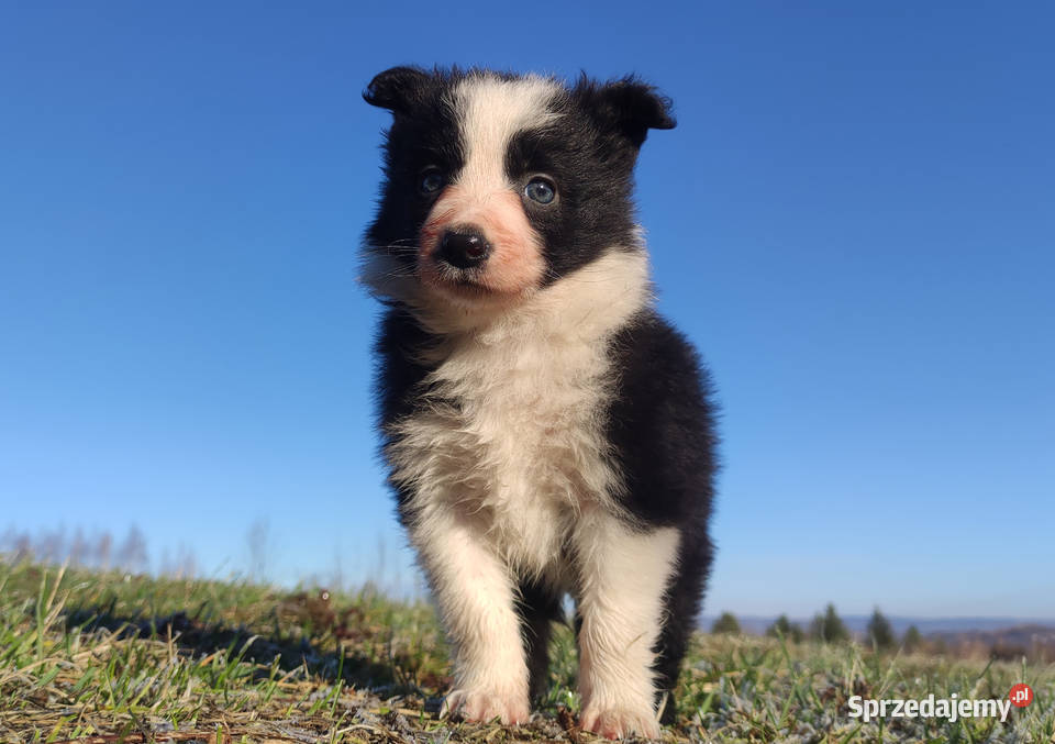Piękna Rasowa Suczka Border Collie szczenię z małopolskie sprzedam